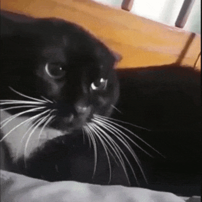 09889.gif
