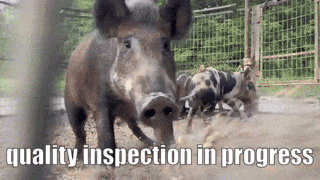 14981.gif