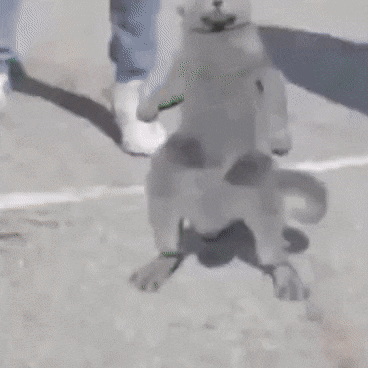 14e.gif