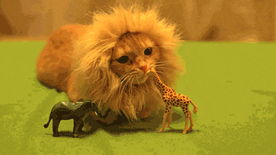 1571431804334.gif