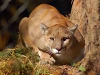 Image result for cougar