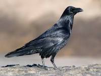 Image result for raven
