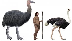 Image result for elephant birds