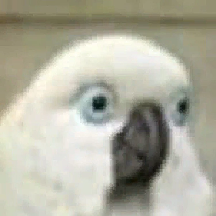 1723413584916801.webp