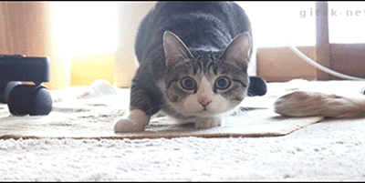 1739404168296.gif
