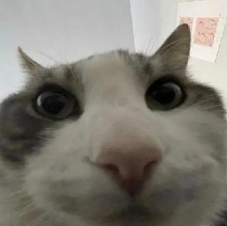 1740601744655.jpeg
