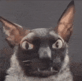 1759343248556.gif