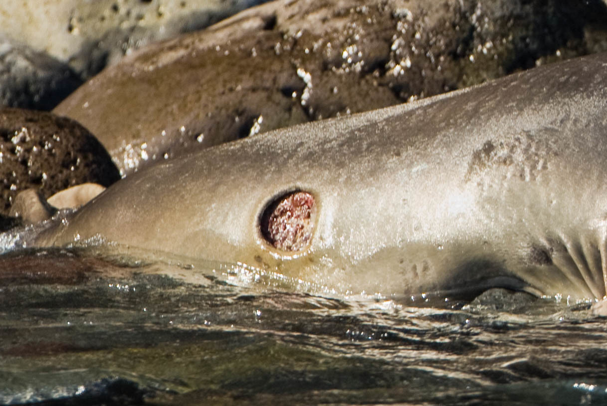 18.https___www_inaturalist_org_photos_223641.jpg