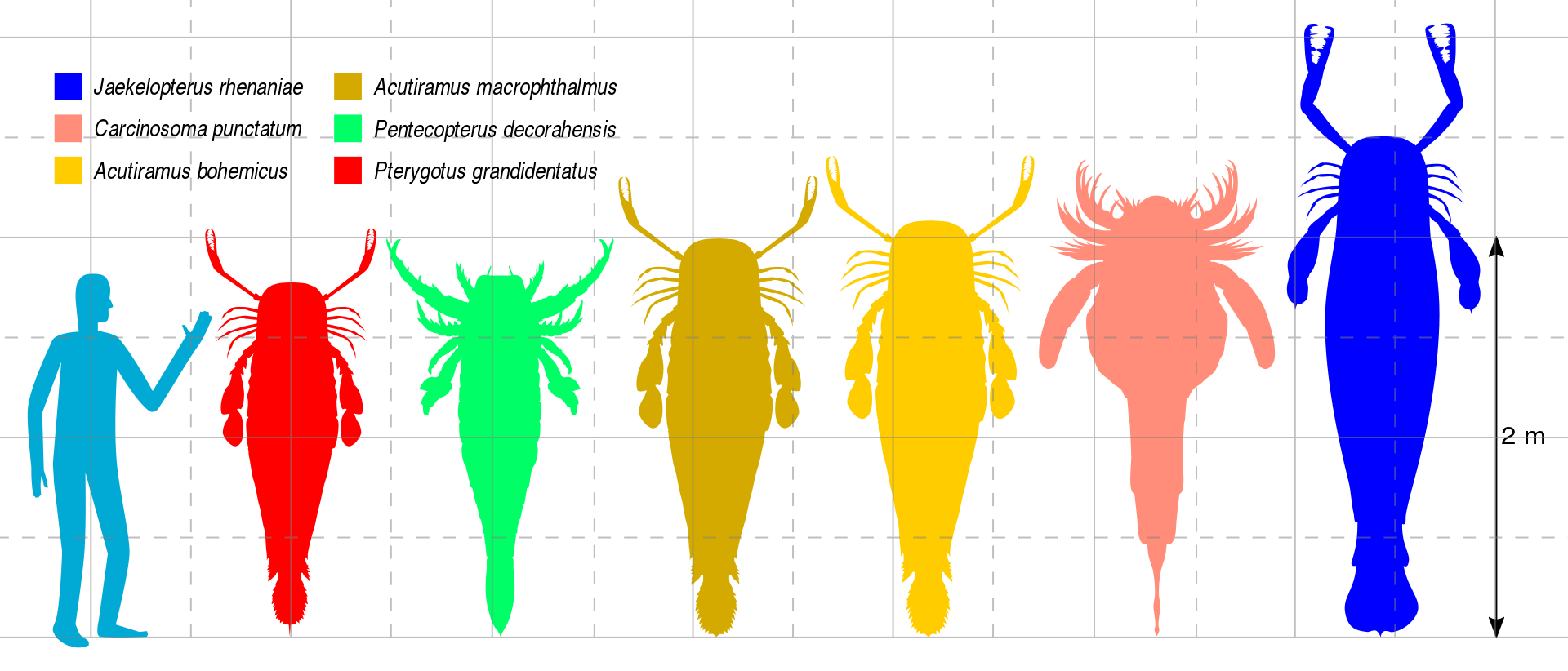 1920px-Mega-Eurypterids.svg.png