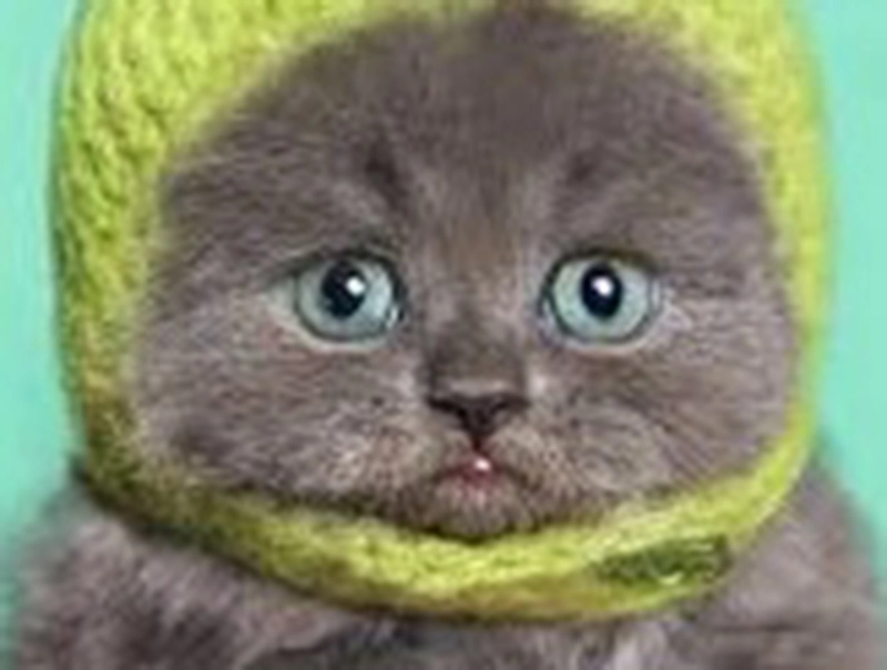 1kitty.webp