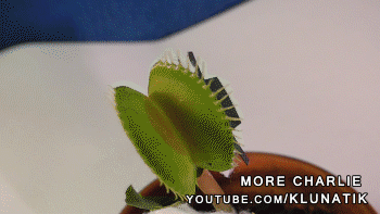 1pys6hF.gif