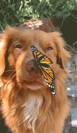 2.gif