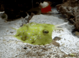 200.gif