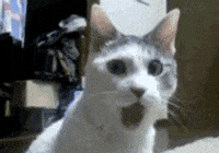 200w(3).gif