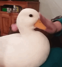 200w.gif