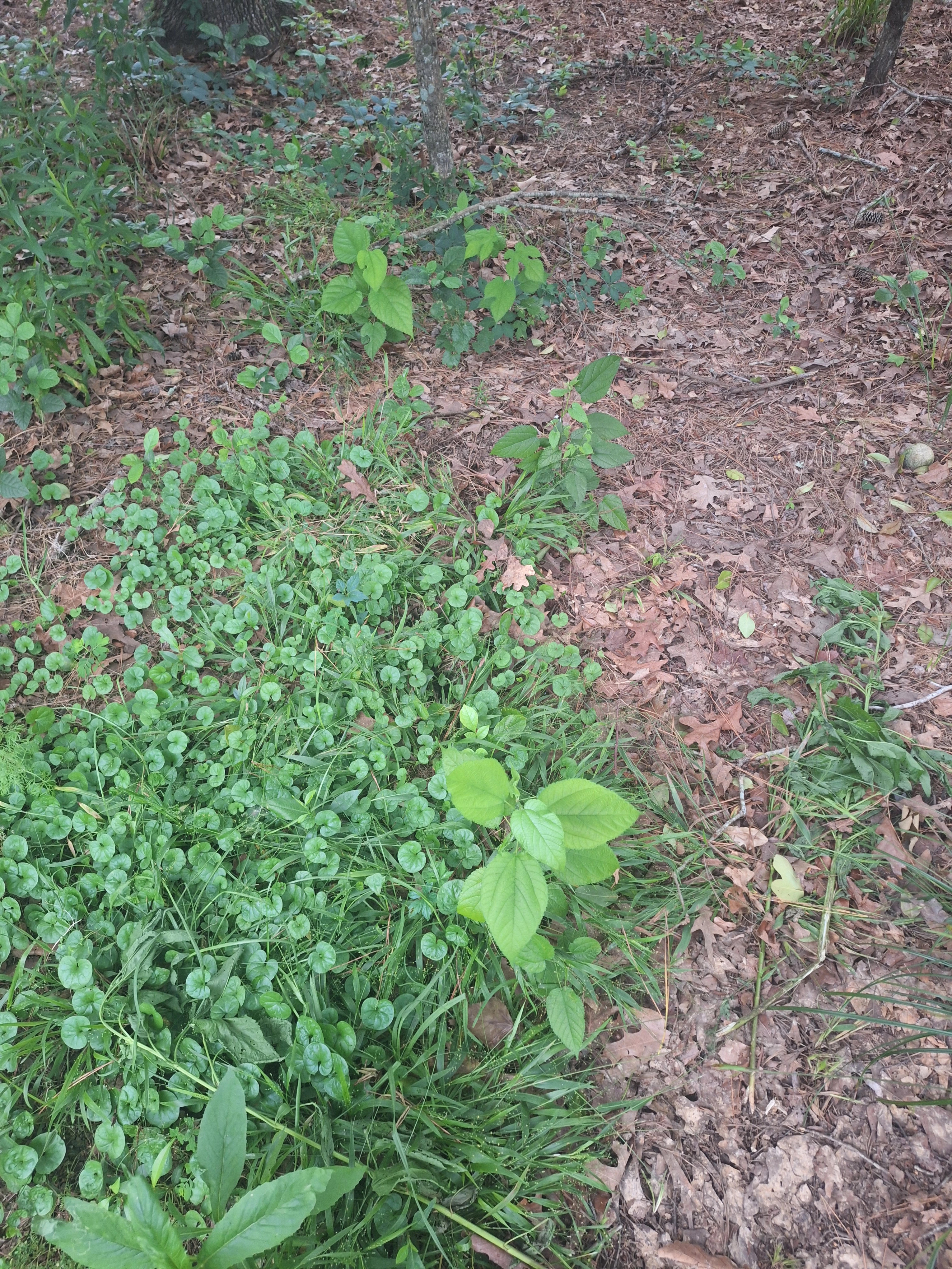 20250524_175954.webp