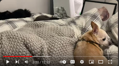 3 pets.png