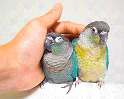 45efff85441d8e6d6b3ece4f1db1b79c.gif
