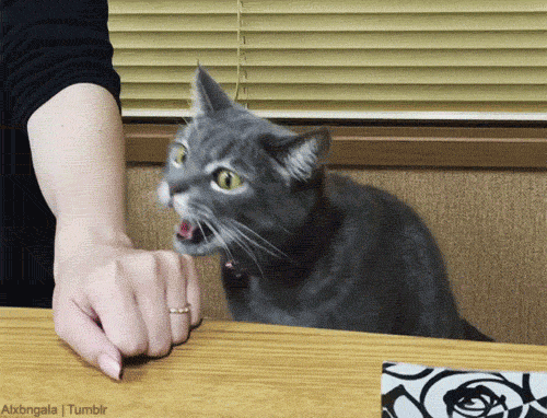 48e1ba04e17e8a8be5e20a3c2a6cfc7e.gif