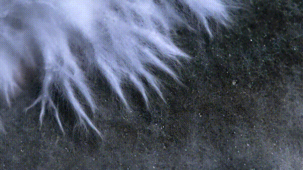 5.gif