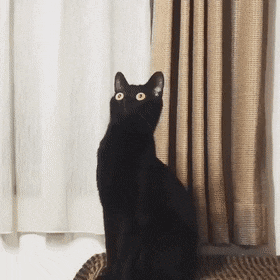 58a3615f0aec27e3846ef7ebaaba208f.gif