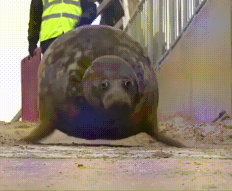 6294_6a0b.gif