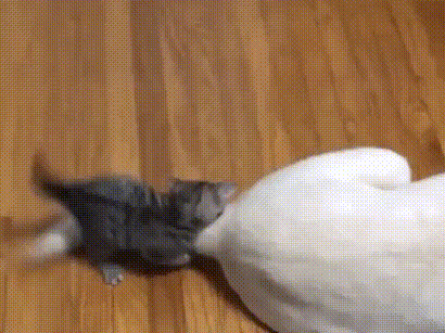 6btosvqsjvt01.gif