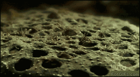 77fbdfdcb46d09fa8bcae81ab767b0e4.gif