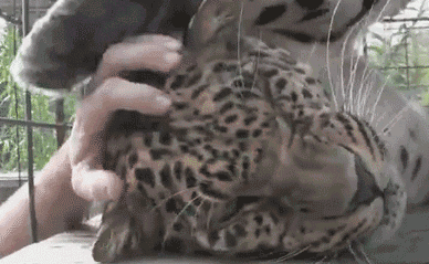 7f8.gif