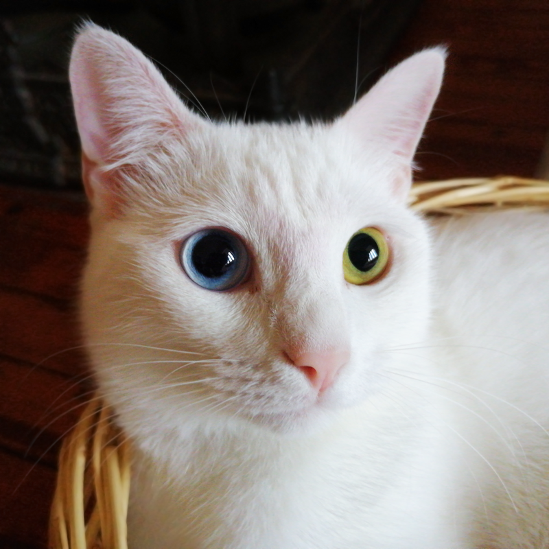 800px-VAN_CAT.png