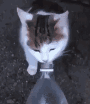 92441.gif