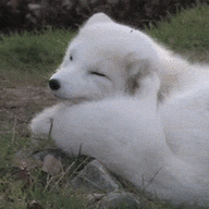 a foxie.gif