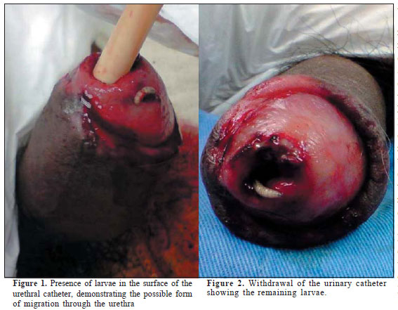 a21fig1e2.jpg