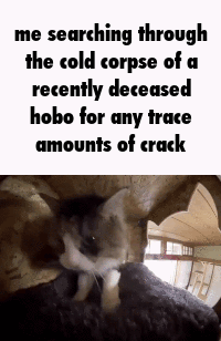 Adorablecatlookingforcrack.gif