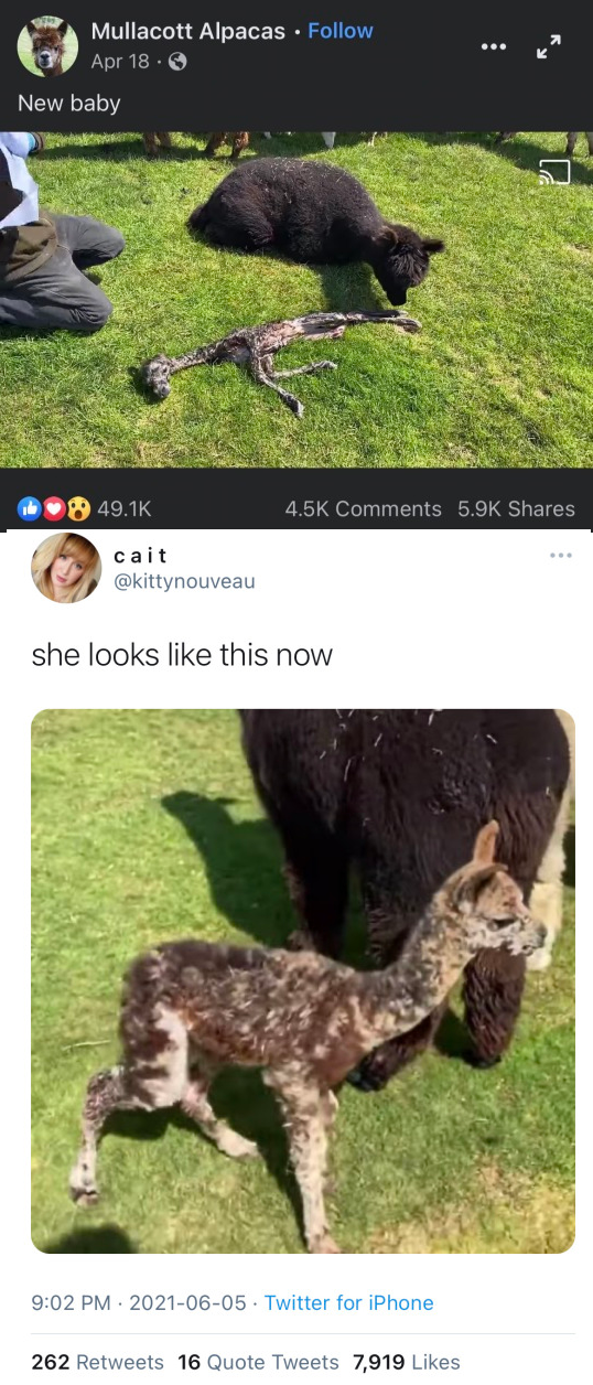 alpaca.png