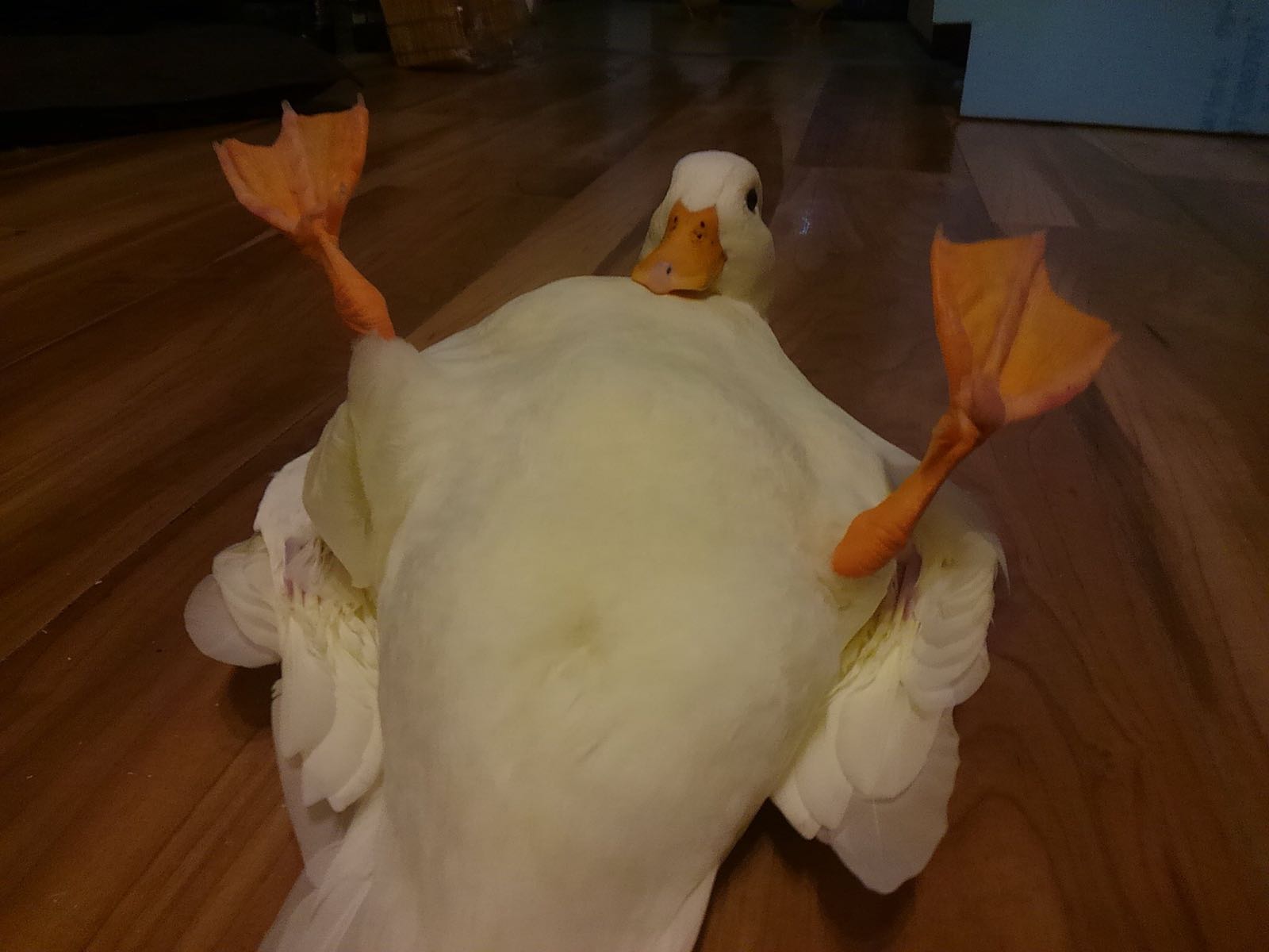 aLt7V4V.jpg