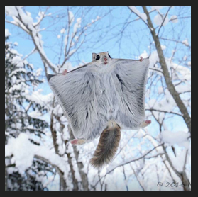 Ambah3.png