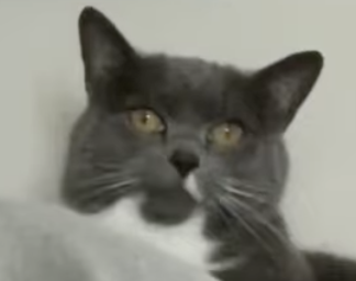 ambercat.png