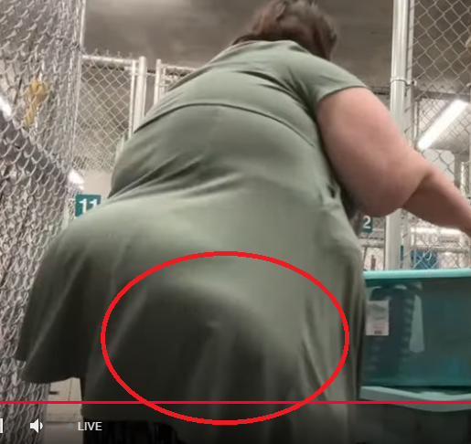 amberlive1.png