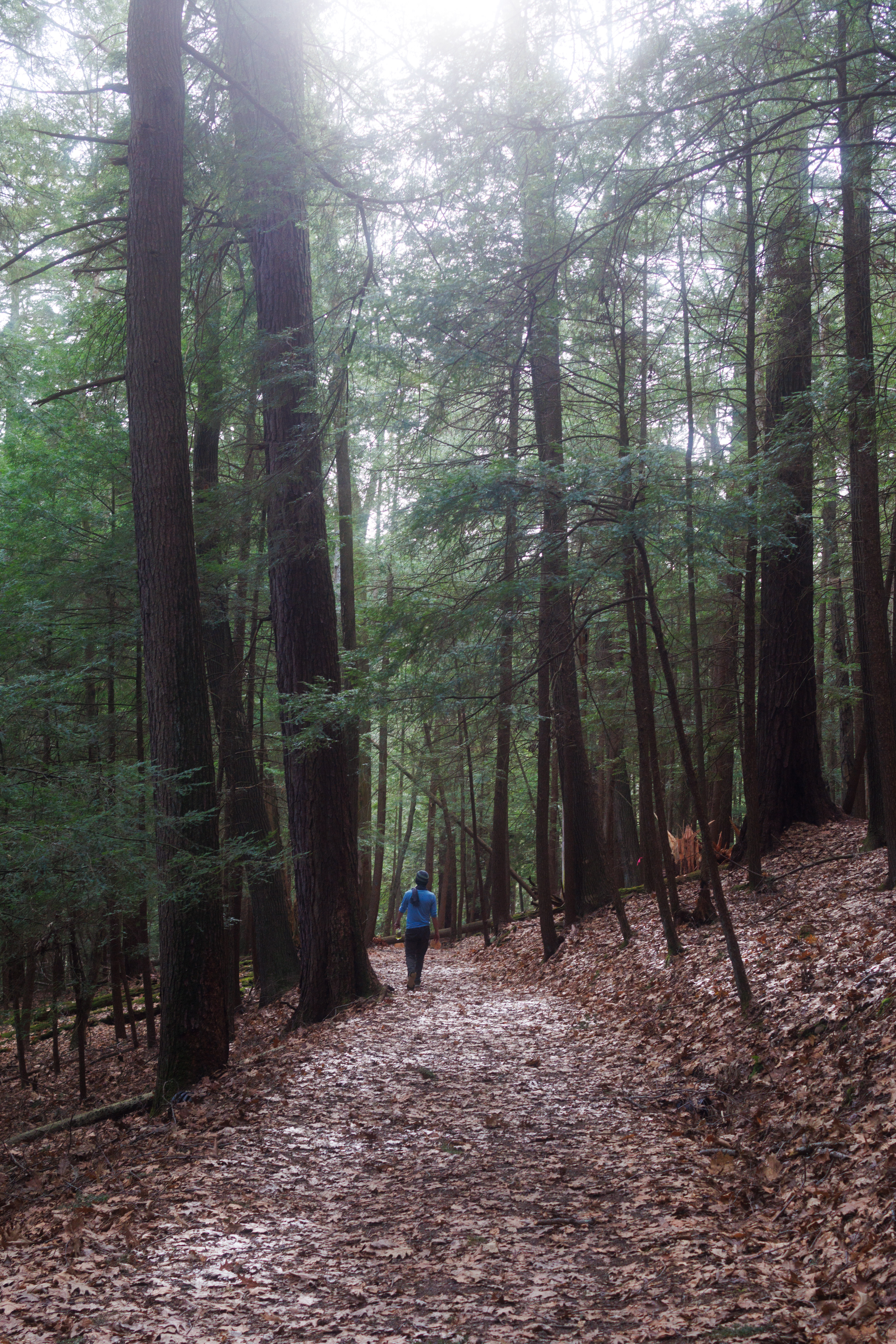 ancientforest.jpg