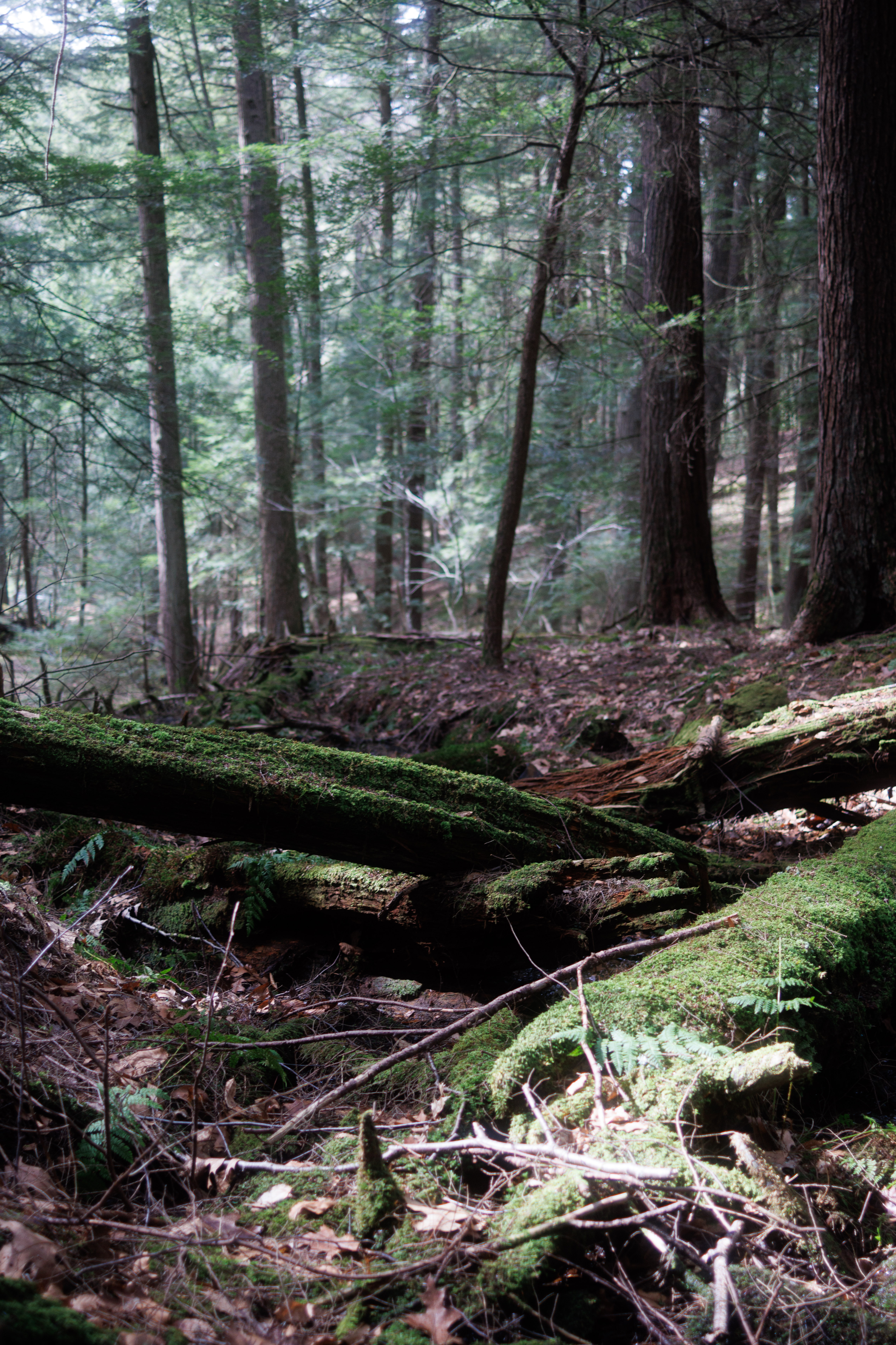 ancientforesty.jpg