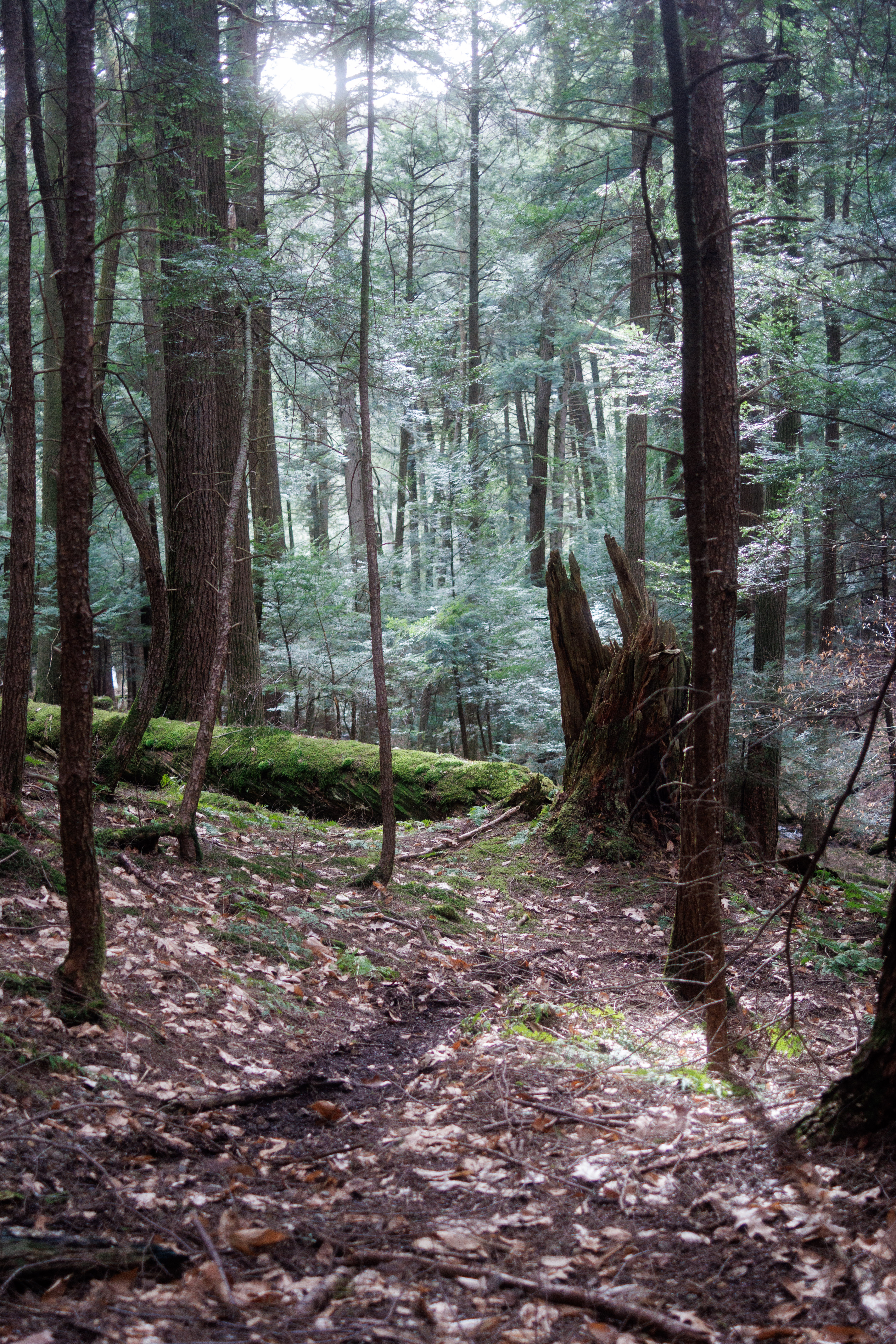 ancientforesty1.jpg