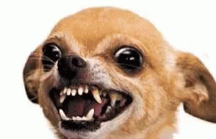 angry ratdog.gif
