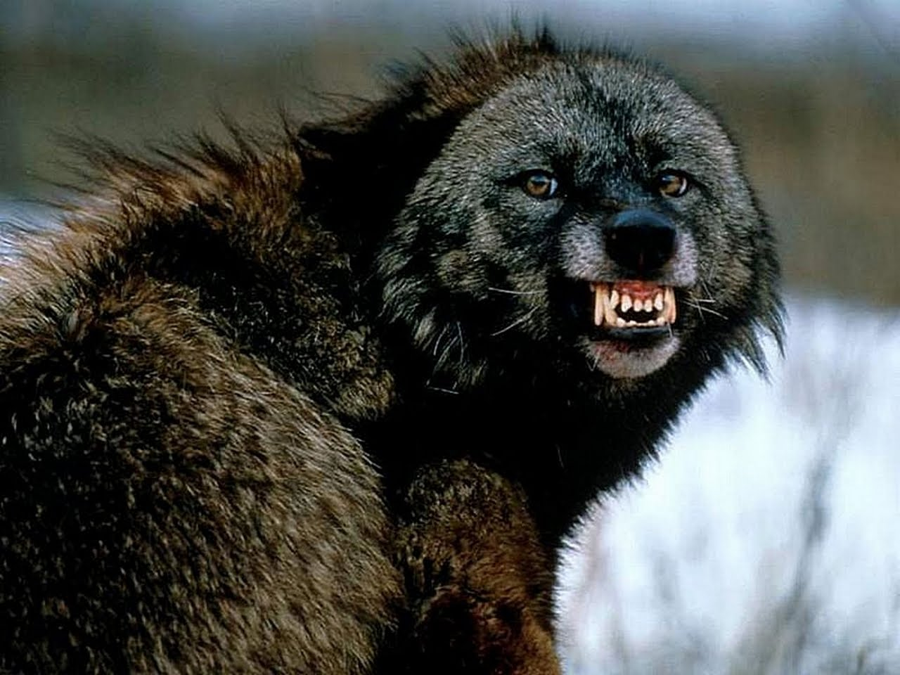 Angry Wolverine.png