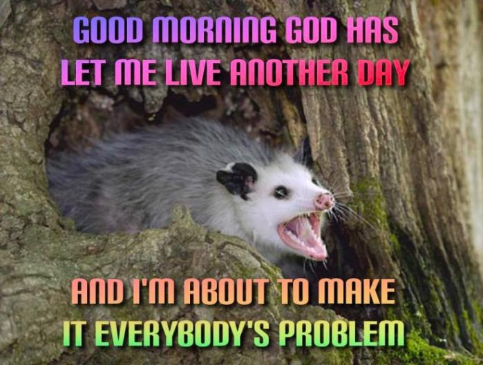 angrypossum.jpeg