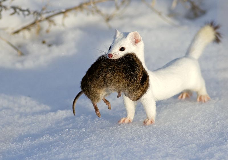 Animals - dead-mouse.jpg