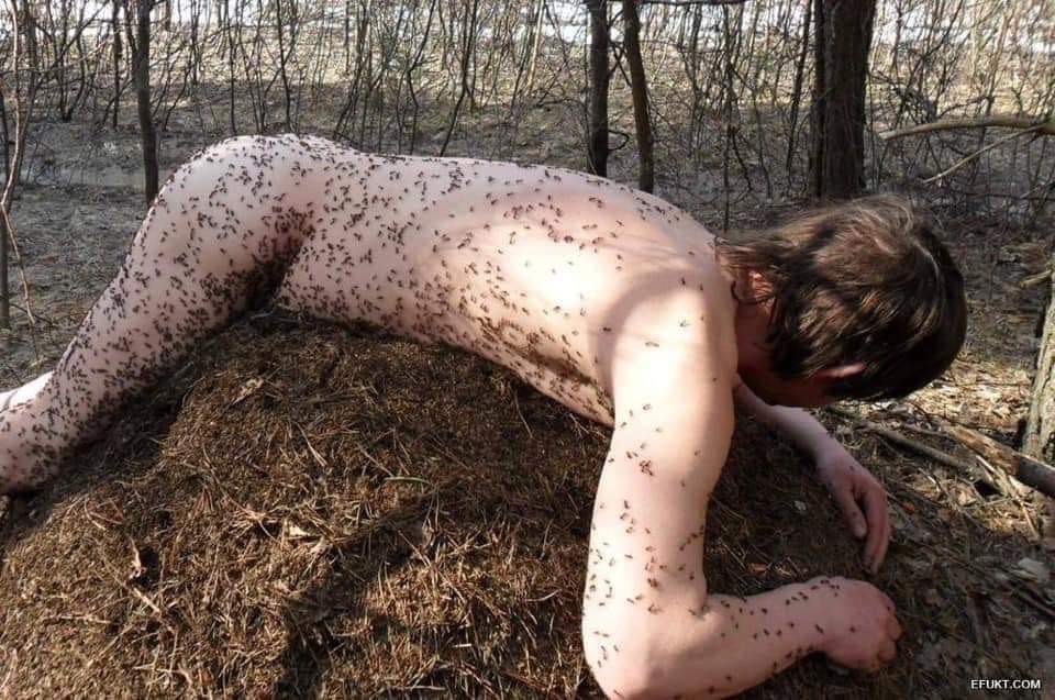 ants.jpg