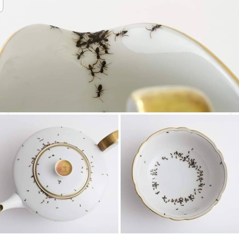 ants.jpg