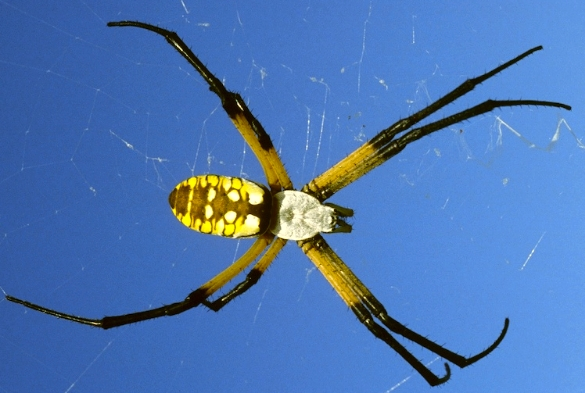 arancidae_argiope_john_jackman.webp