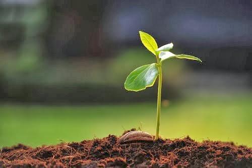 association_of_sapling_producers_established.jpg